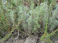 artemisia californica